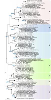 Sulfate-Reducing Bacteria That Produce Exopolymers Thrive in the Calcifying Zone of a Hypersaline Cyanobacterial Mat